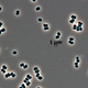 Image for article titled Unknown Bacteria Discovered in Two Spacecraft Clean Rooms